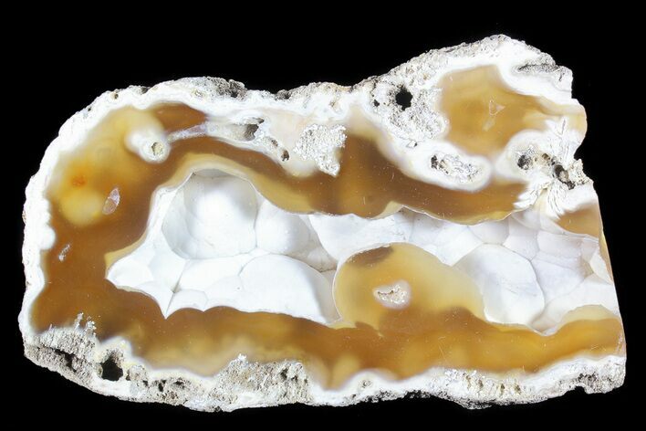 Unique, Agatized Fossil Coral Geode - Florida #72301